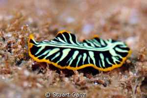 Divided flat worm by Stuart Ganz 